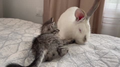 Baby Kitten Plays with Giant Rabbit