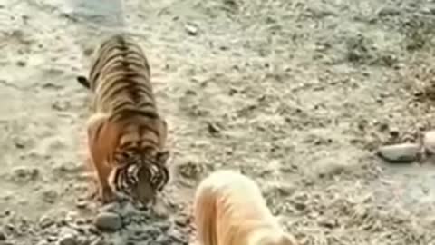 Tiger Attack On White Tiger / Tiger Fight Subscribe👉 Wildlife India