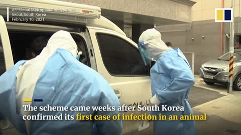 South Korea tests pets for Covid-19 after first animal infection