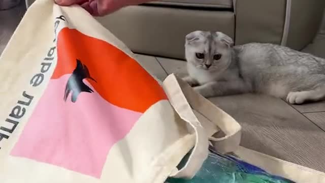Dreams come true # cat