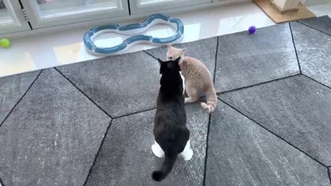 kitten vs older cat