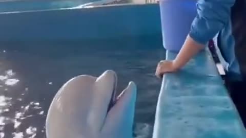 Very Sweet Wise White Dolphin #shorts #viral #shortsvideo #video
