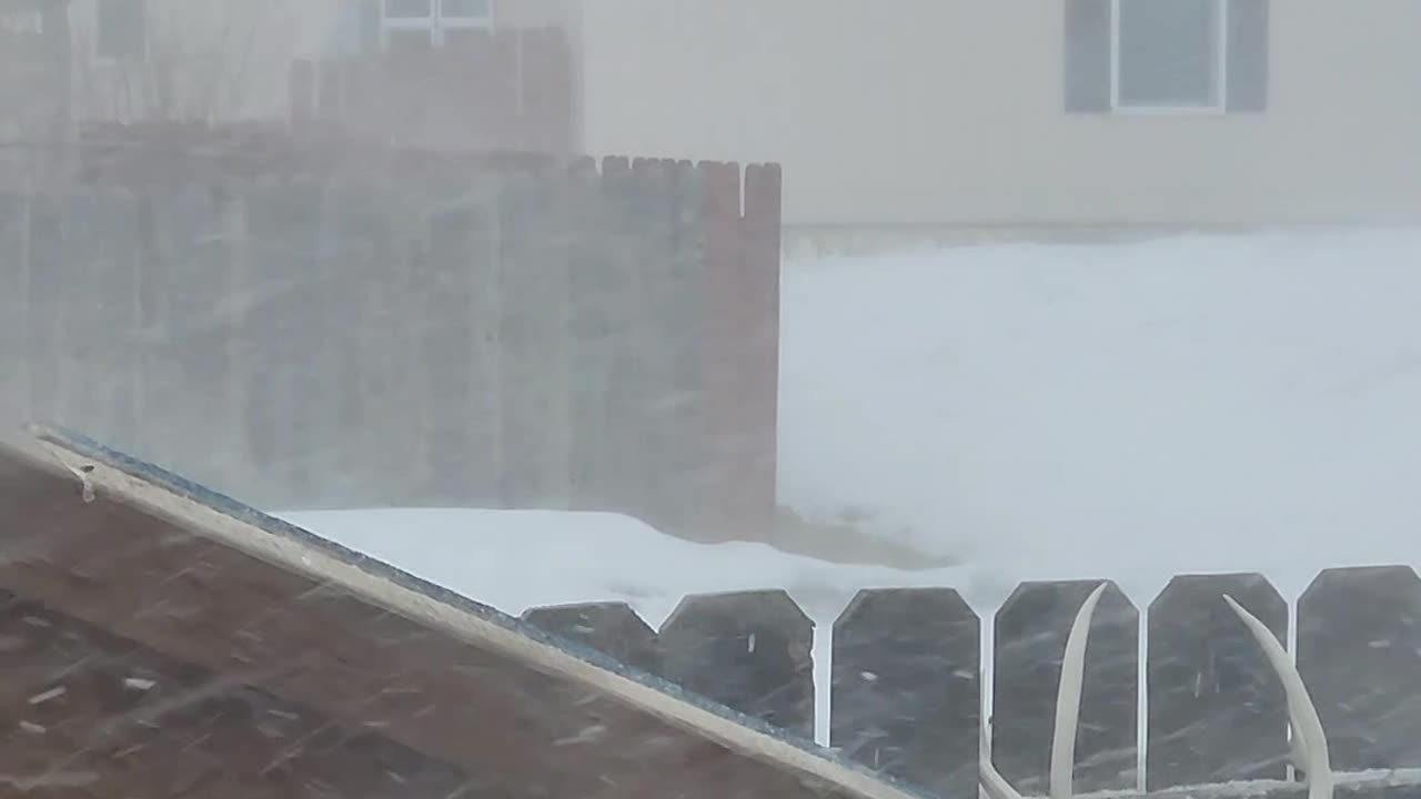 This Moose Is Tired of the Snow Too