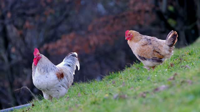 Hana White Male Hen