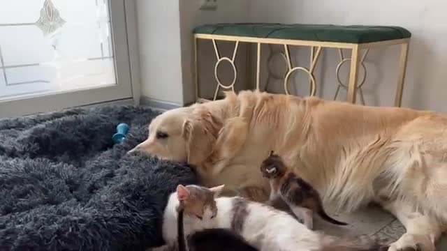Mom Cat and Tiny Kittens Love their Best Friend Golden Retriever