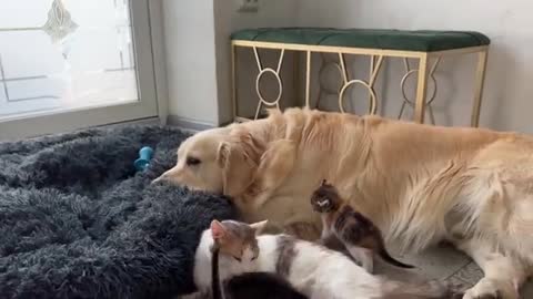 Mom Cat and Tiny Kittens Love their Best Friend Golden Retriever