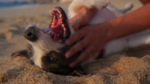 Dog comedy video