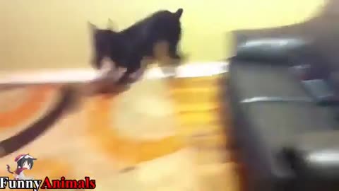 funny dobeman#shorts