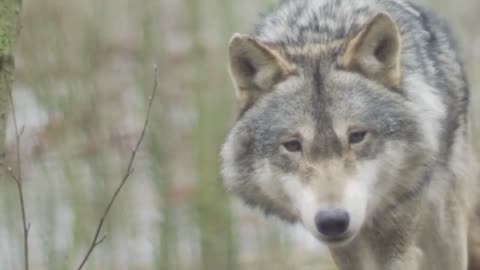 The Wolf _howling soun video _aminal voice