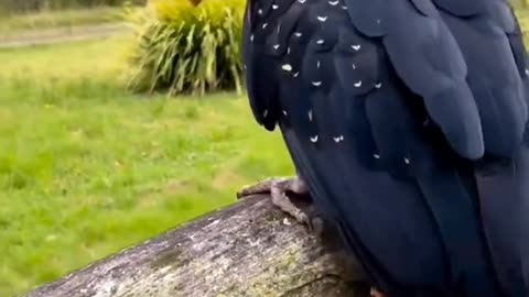 Cute parrot 🐦