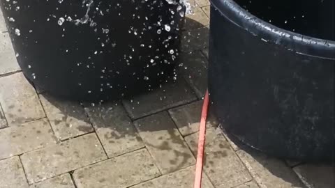 Rescued Pupper Takes a Bath