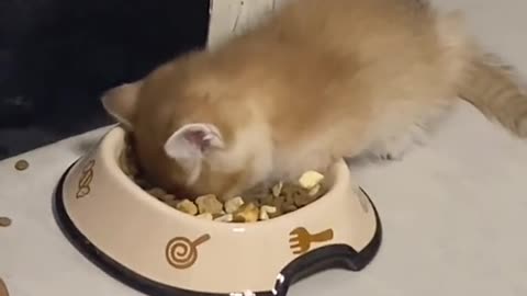 Funny cats