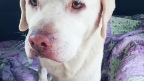 divorced had to leave my dog with my ex.....WhenI