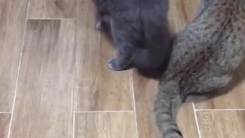 Cat video