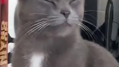 cat gets onion eyes