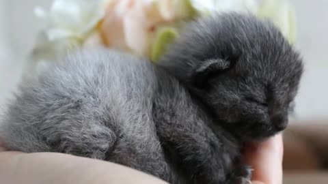 After A Couple Rescued This Lost Kitten