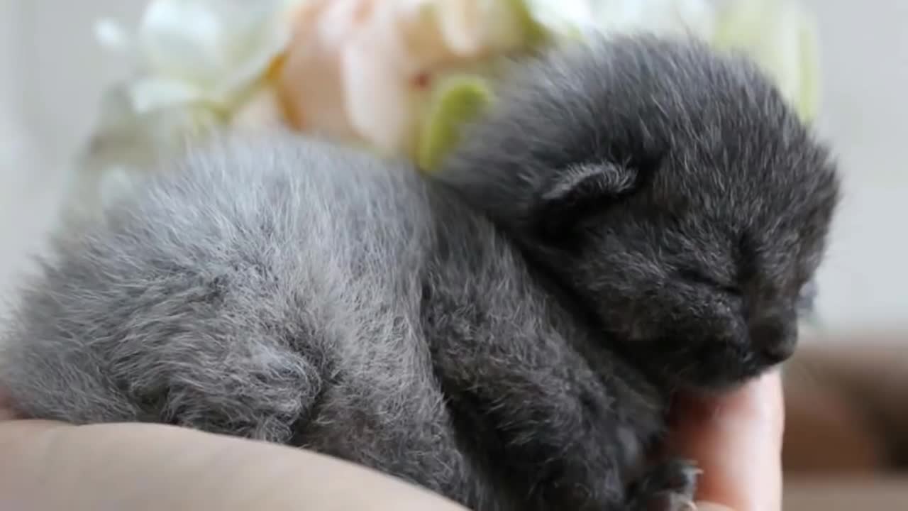 After A Couple Rescued This Lost Kitten