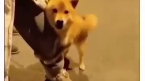cute pet who is done all work eaisly