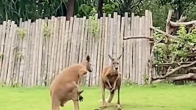 World of wildlife