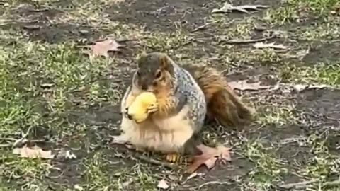 Squirrel Enjoying its Lunch