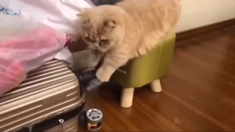 Baby cats 🐈 cute and funny cat videos and amazing