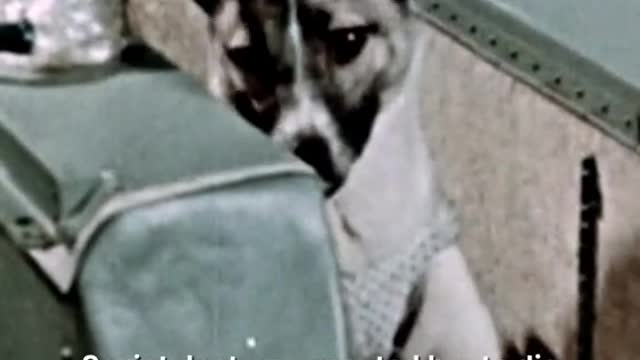 The Sad Story of the FirstDog to Fly Into Space andOrbit the Earth