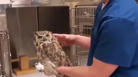 Sir I don't think the anaesthetic has worn off