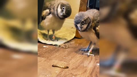 Burung hantu di belakang
