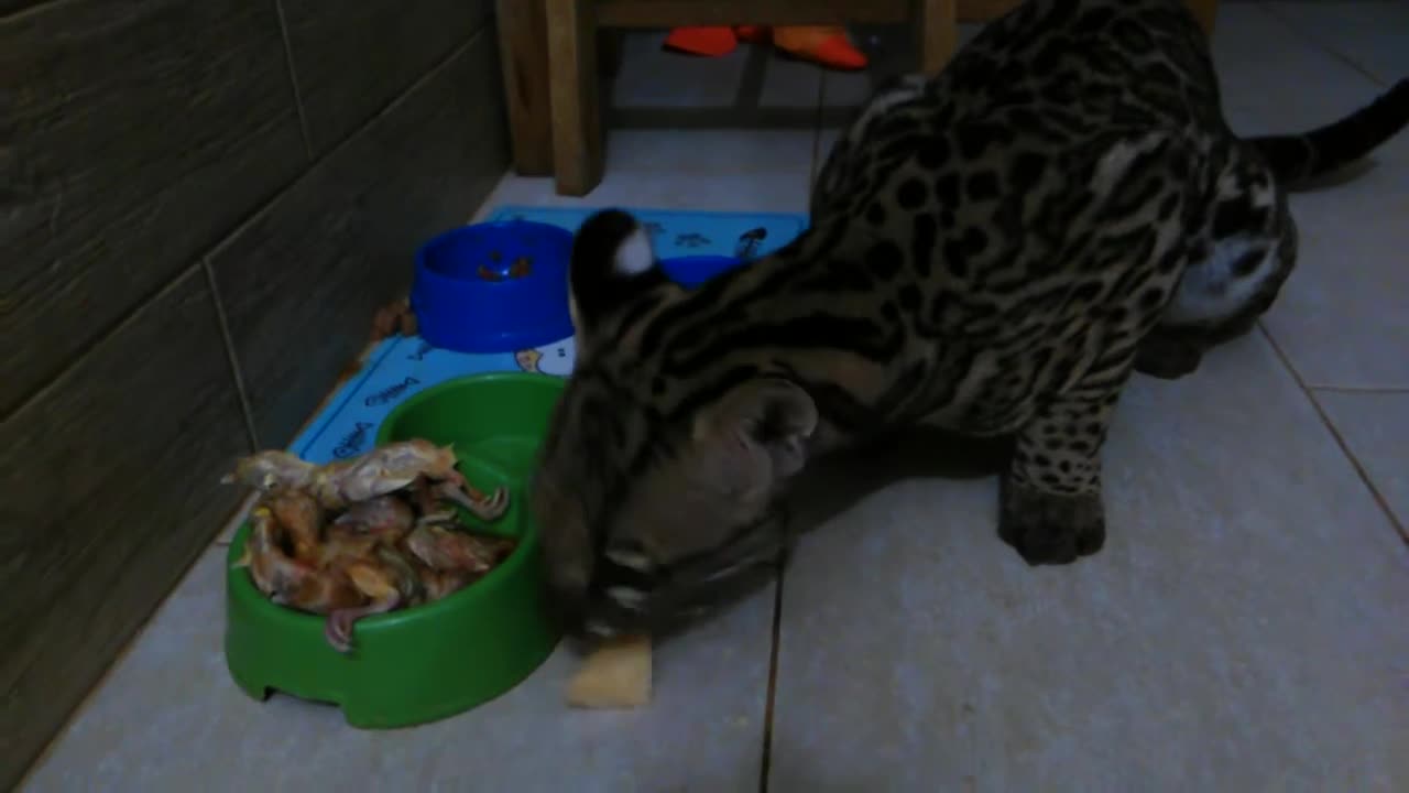 Ocelot life with humans