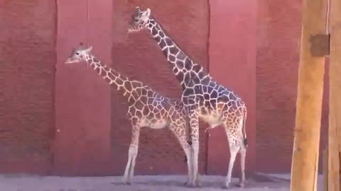 Funny Animals Giraffes