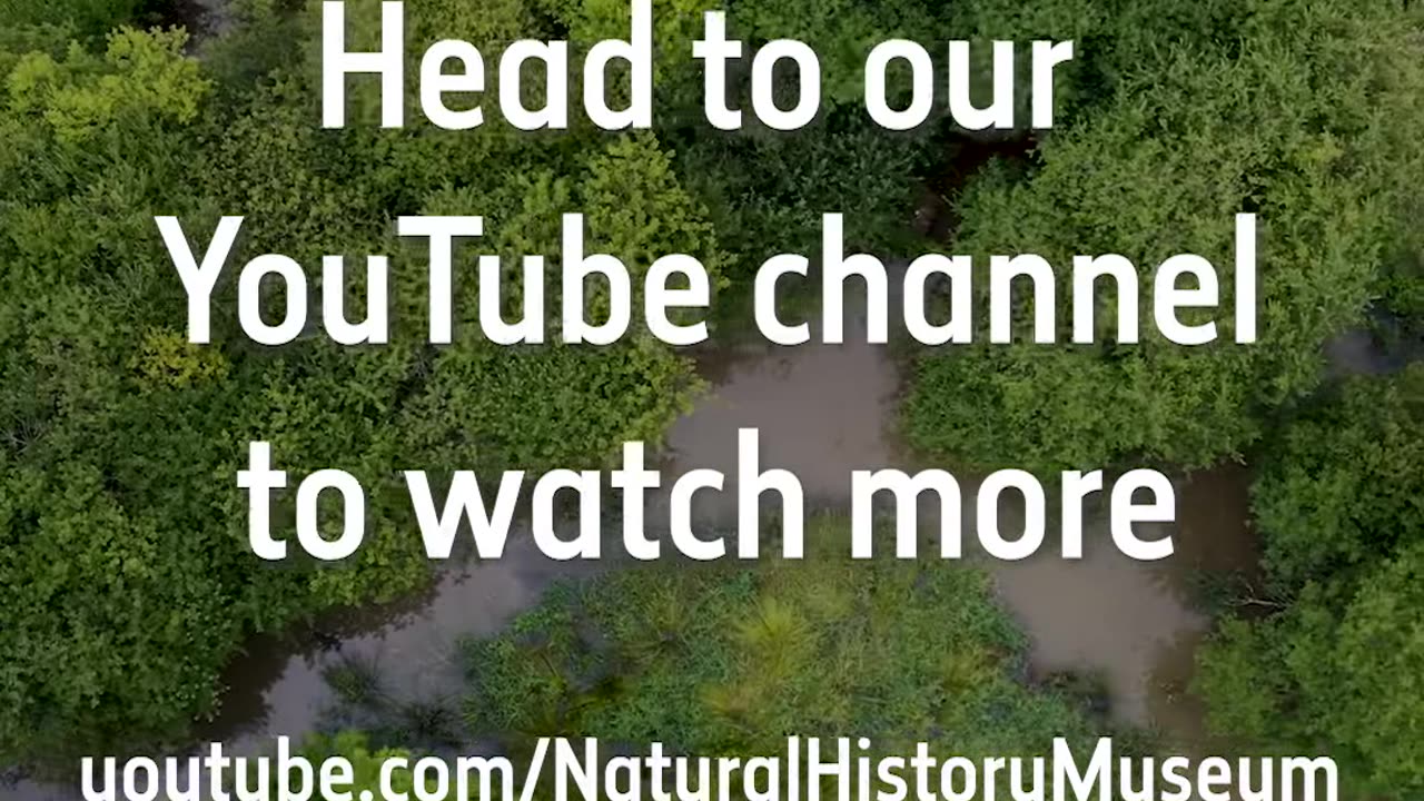 Field Studies Beavers