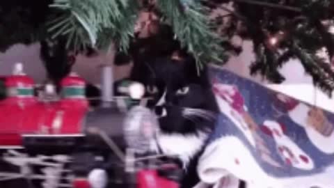 Cute Cat Train Gif! 🚂