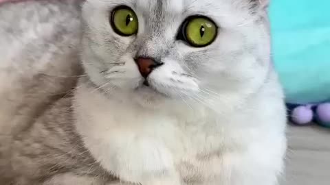 Cat funny video |funny animal video |funny video #try not to laugh #Cats #funny video #animal
