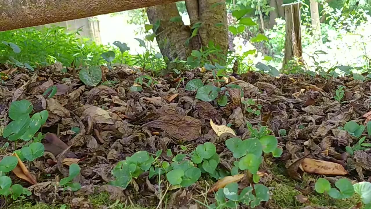 Mika The Squirrel relaxing day 🐾🐿️