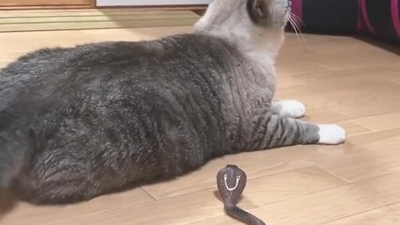 Cat funny reaction with fake snake 😂😂🤣😍😊