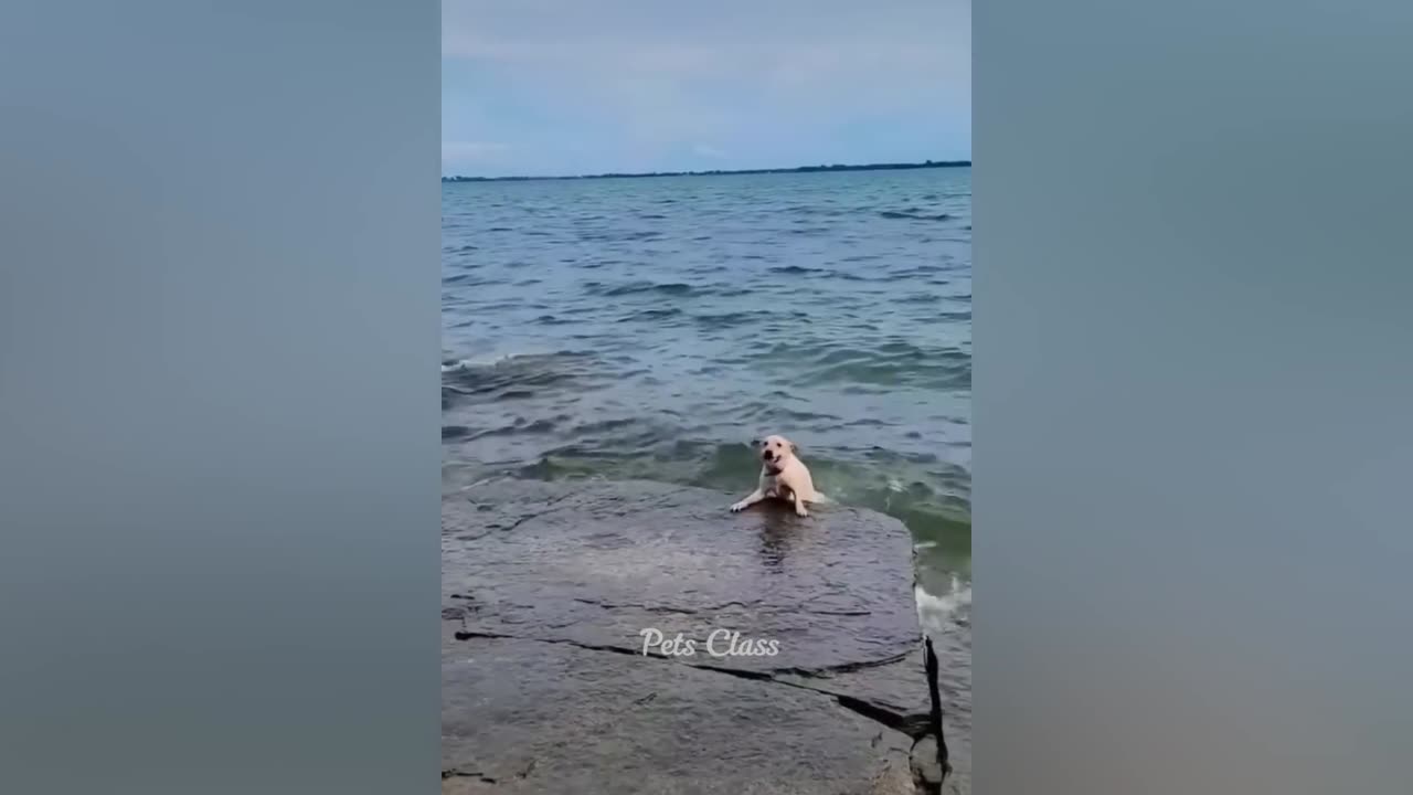 Funniest Animals 2023 😂 Funny Dogs and Cats Videos