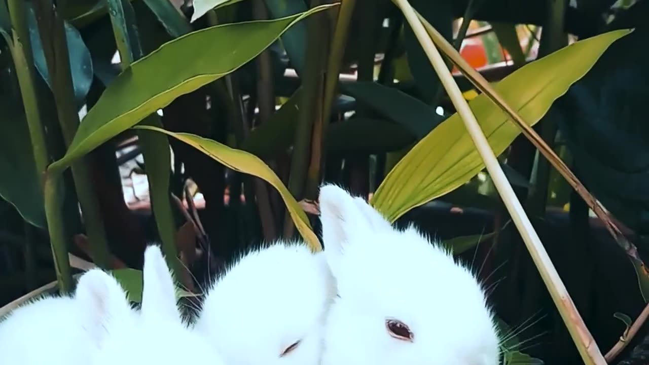 OMG ! Cute Rabbits