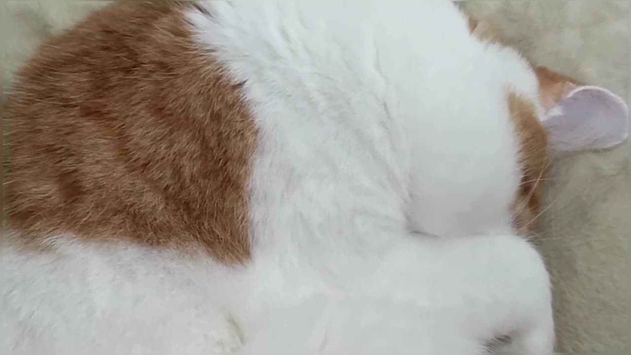 Snoring Cat