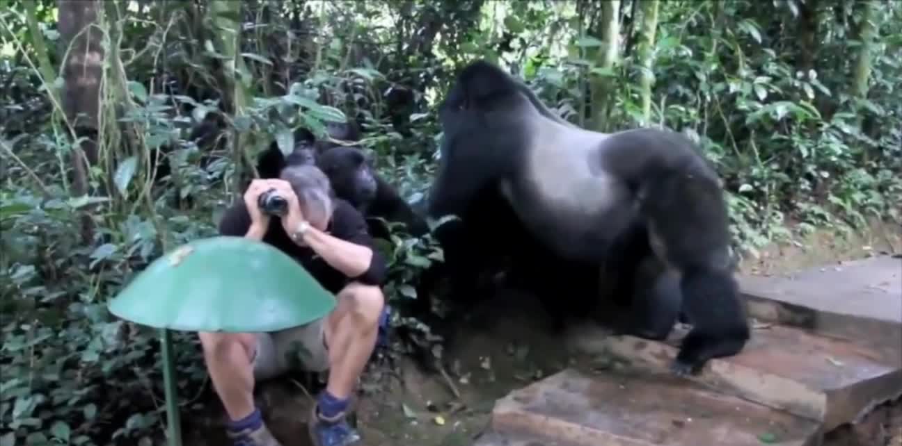 Baby gorilla is very naughty