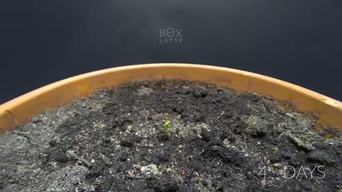 PURPLE PEA Time Lapse - Pea to Pod in 43 Days