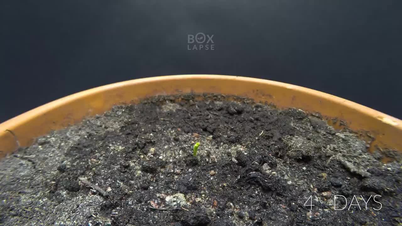 PURPLE PEA Time Lapse - Pea to Pod in 43 Days