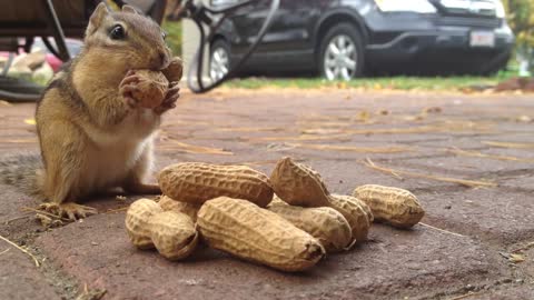 Chipmunk eating peanuts