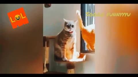 Cute Animal Compilation