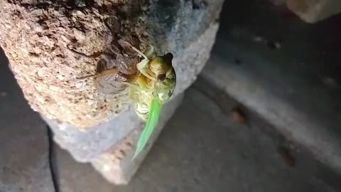 Cicada Molting up close