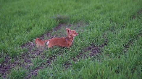 Adorable funny dog chihuahua running in the green field. Slow motion