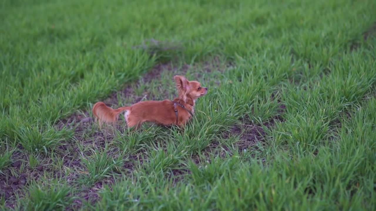 Adorable funny dog chihuahua running in the green field. Slow motion