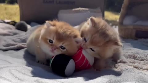 Have you ever seen? 🙄 Two cute cats playing with ball