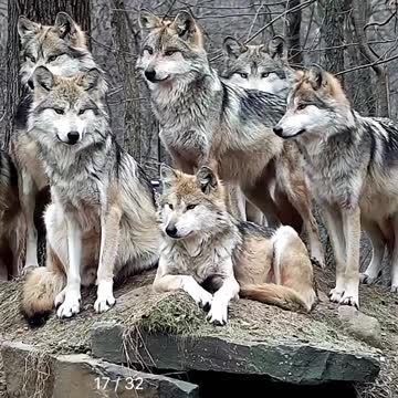 Wolf pack