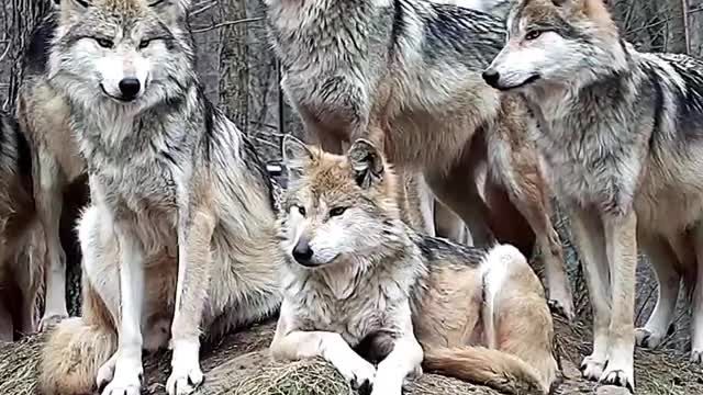 Wolf pack