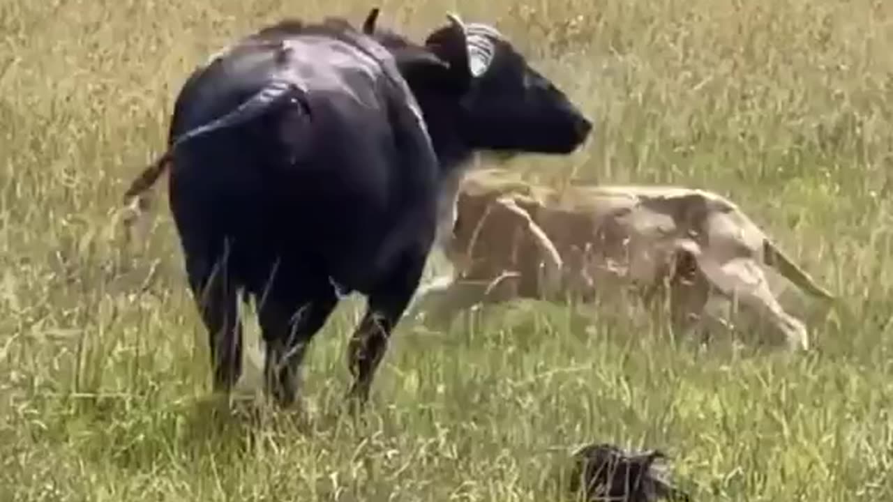 This buffalo try to save the calf till the end